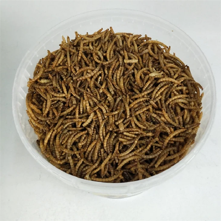 Transcendent Microwaved Dried Mealworms Fish Food Transcendent Microwaved Dried Mealworms Fish Food